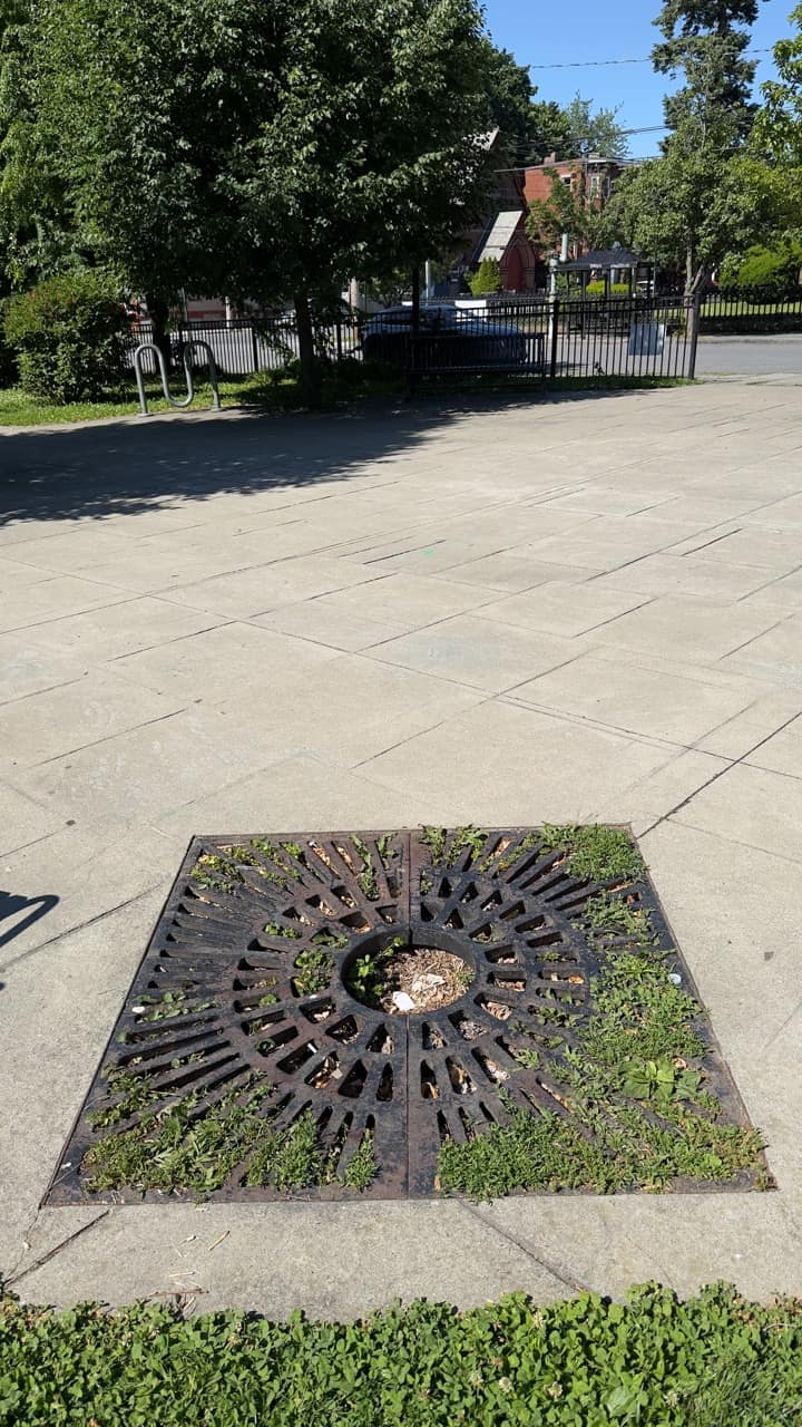 A square iron tree grate set into a paved plaza, with weeds growing through and no tree.