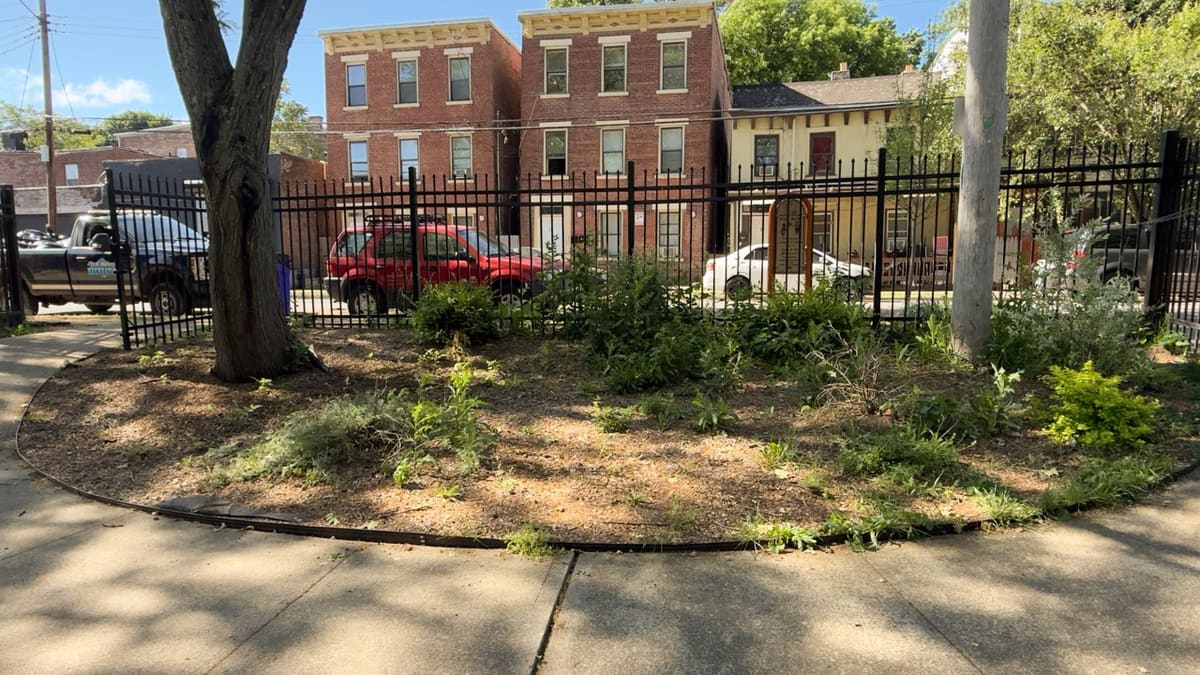 A sparse central bed inside Hasbrouck Street Park, mostly bare ground with a tree.